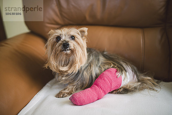 Yorkshire Terrier mit rosa vergipstem Bein auf Ledersessel sitzend