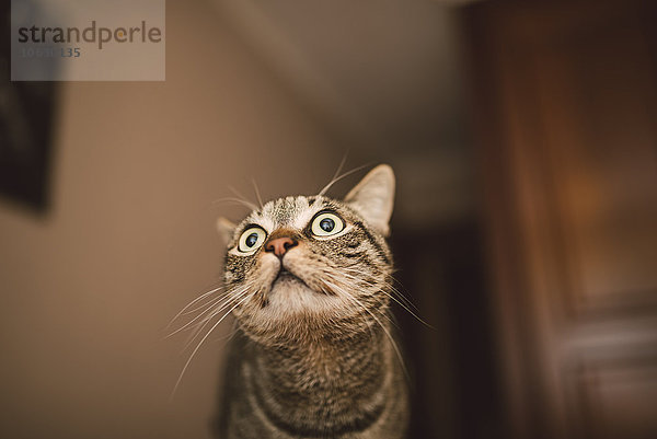 Tabby-Katze mit Alarm-Ausdruck