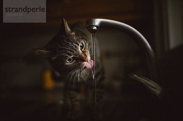 Porträt der Tabbykatze Trinkwasser aus dem Wasserhahn der Küche