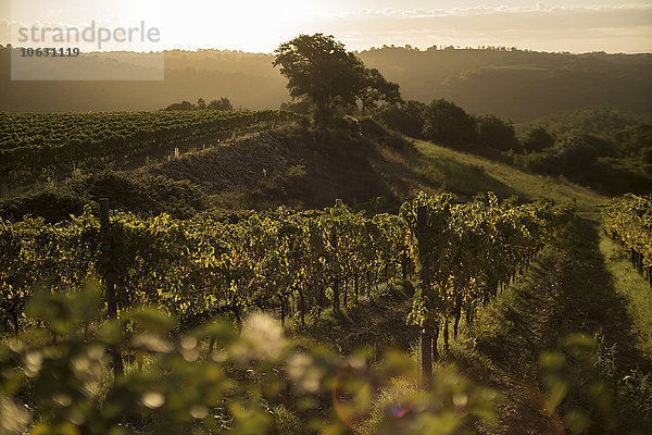 Italien  Toskana  Maremma  Weinberg im Morgenlicht