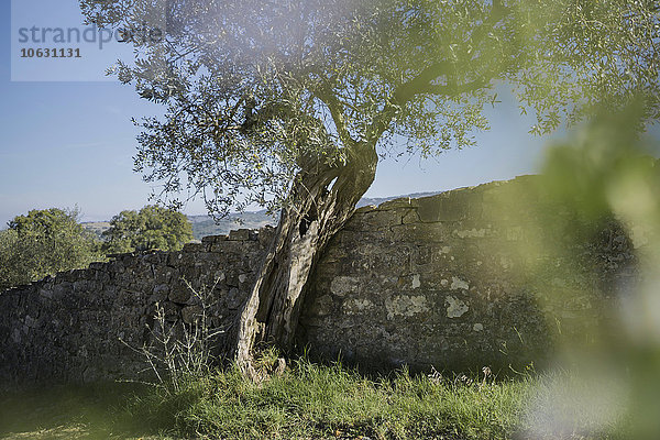 Italien  Toskana  Maremma  Olivenbaum an Steinmauer