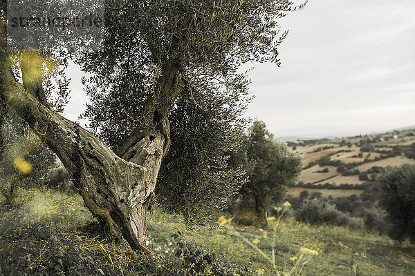 Italien  Toskana  Maremma  Olivenbaum auf dem Hügel