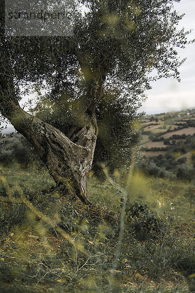 Italien  Toskana  Maremma  Olivenbaum auf dem Hügel