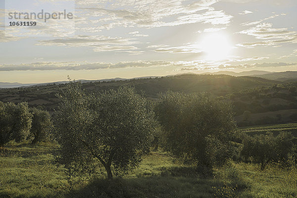 Italien  Toskana  Maremma  Olivenbäume bei Sonnenuntergang