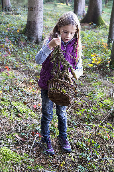 Kleines Mädchen mit Korb zum Sammeln von Tannenzweigen im Wald