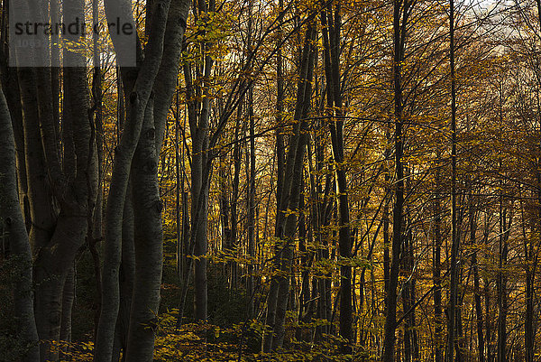 Spanien  Katalonien  Wald im Herbst  Vallfogona de ripolle