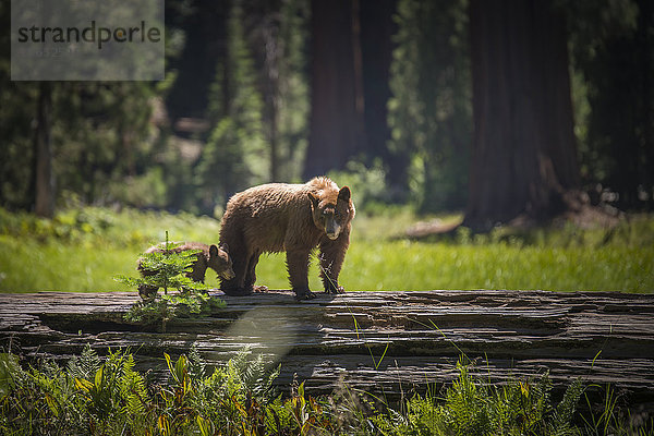USA  Sequoia Nationalpark  Braunbär und Braunbärenjunges