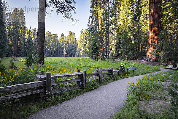 USA  Kalifornien  Sequoia Nationalpark  Big Tree Walk