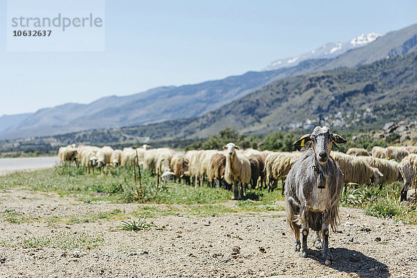Griechenland  Kreta  Schafherde auf der Straße
