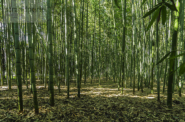 Japan  Honshu  Kyoto  Arashiyama Bambuswald