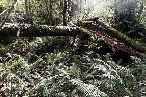Kanada  Vancouver Island  Rotholz und Farne im Regenwald