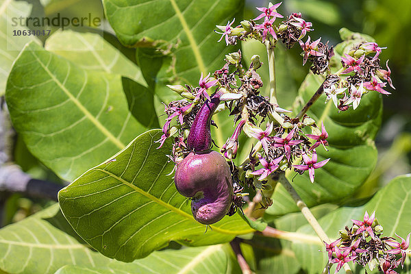 Indonesien  Bali  Anacardium occidentale  Cashewfrucht am Baum