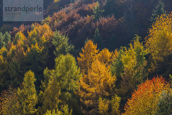 Deutschland  Rheinland-Pfalz  Herbstmischwald im Ahrtal