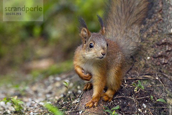 Porträt eines Eichhörnchens
