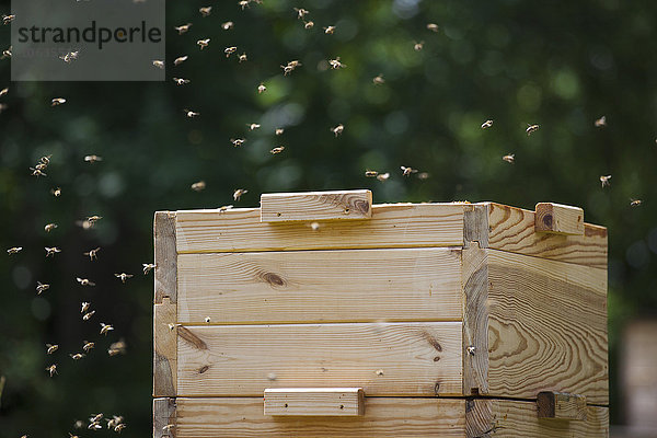 Bienen fliegen um den Bienenstock auf dem Bauernhof.