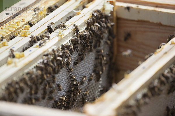 Bienen auf Waben auf dem Bauernhof