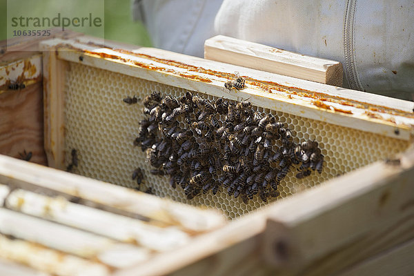 Bienen auf der Wabe auf dem Bauernhof