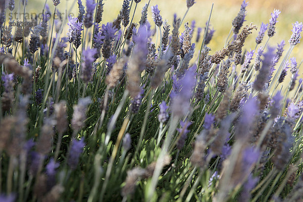 Nahaufnahme von violetten Blüten auf dem Feld