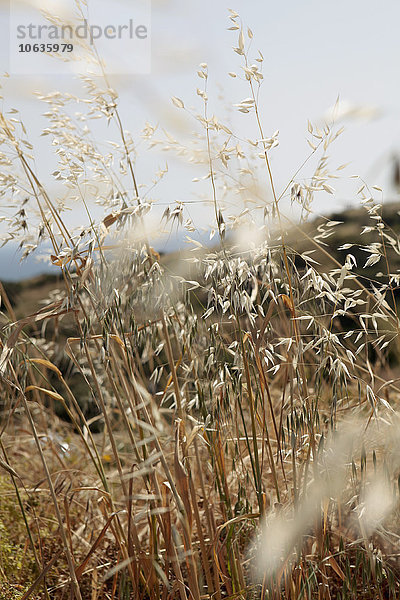 Nahaufnahme der auf dem Feld wachsenden Pflanzen