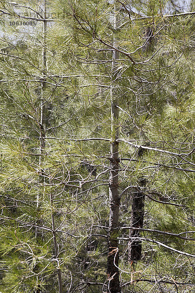 Vollbild-Aufnahme von im Wald wachsenden Bäumen