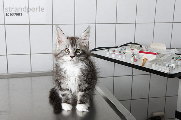Portrait der Katze auf dem Tisch in der Tierklinik