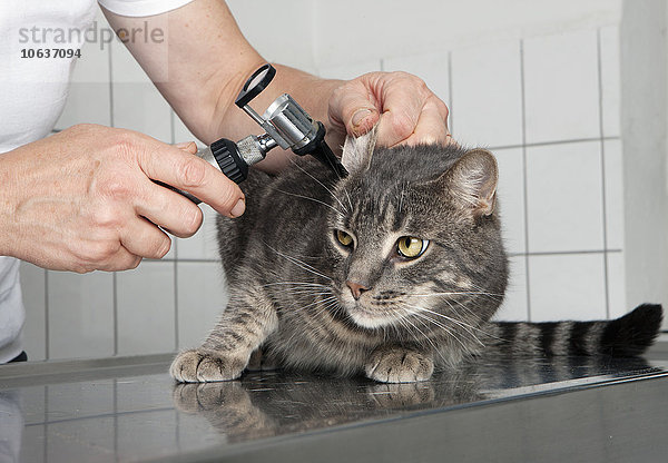 Abgeschnittenes Bild einer Tierärztin  die das Ohr einer Katze in der Klinik untersucht.