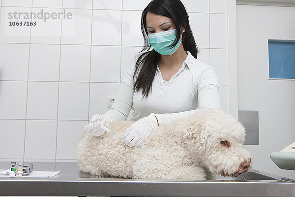 Tierärztin injizierende Hündin in medizinischer Klinik