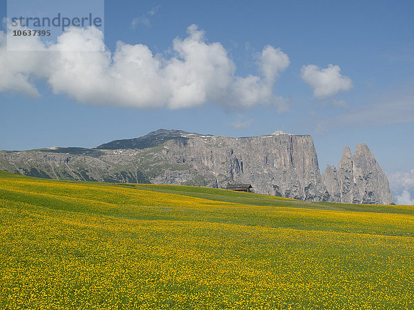 Löwenzahnwiese vor dem Schlern