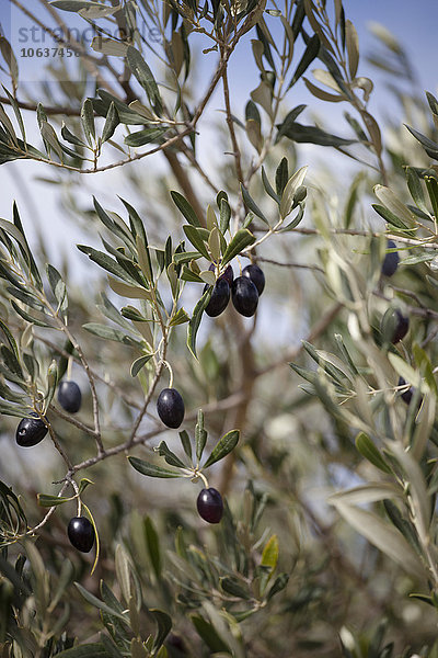 Schwarze Oliven am Baum hängend