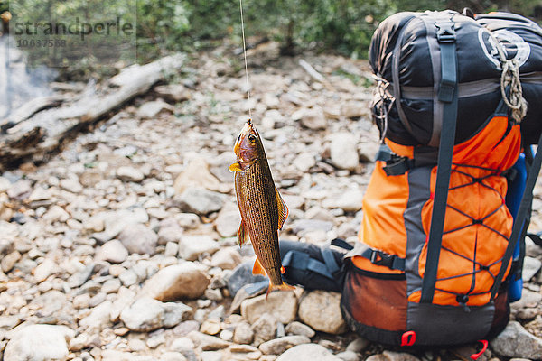 Fische hängen am Angelhaken mit dem Rucksack am Seeufer