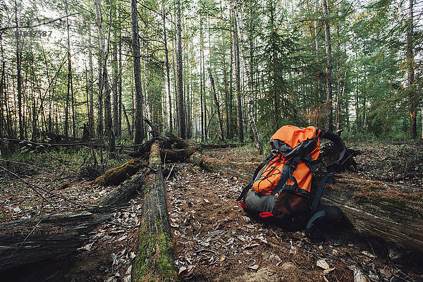 Orangener Rucksack im Wald