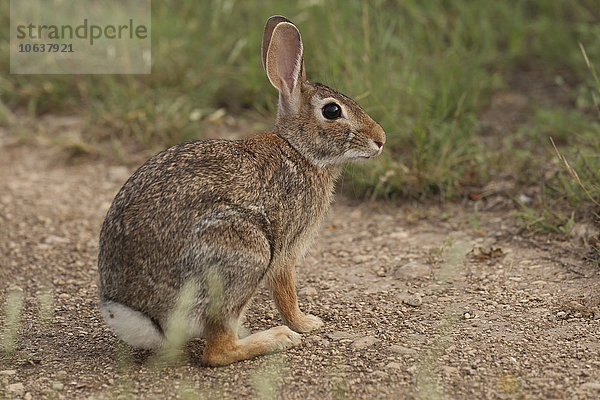 Seitenansicht des Kaninchens auf dem Feld sitzend