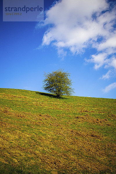 Baum auf Graslandschaft gegen blauen Himmel