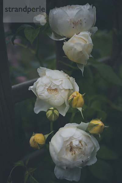 Hochwinkelansicht der weißen Rosen  die im Park blühen