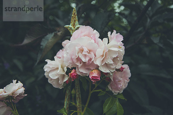 Niedriger Blickwinkel auf rosa Rosen  die im Park blühen