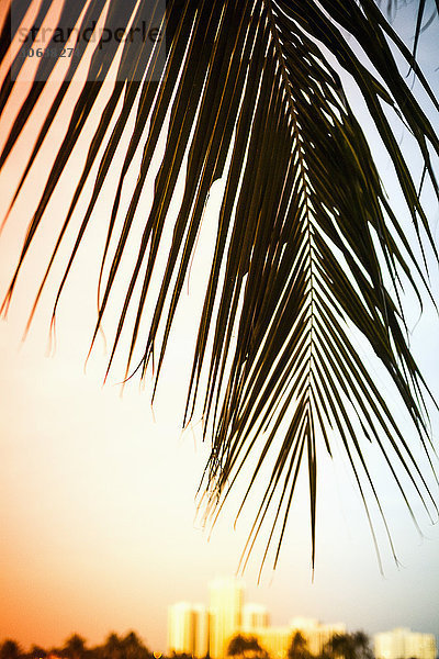 Palmblatt bei Sonnenuntergang