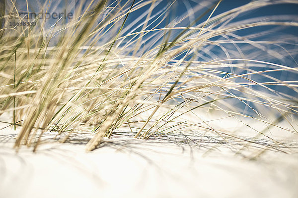 Nahaufnahme des auf Sand wachsenden Grases