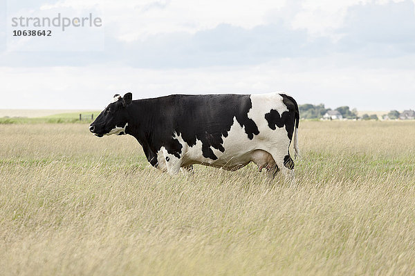 Seitenansicht der Kuh auf dem Grasfeld