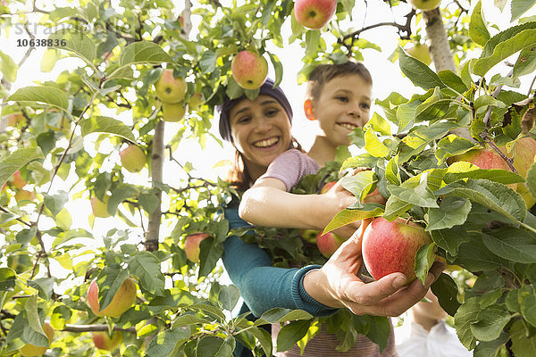 Glückliche Mutter und Sohn pflücken Äpfel im Obstgarten