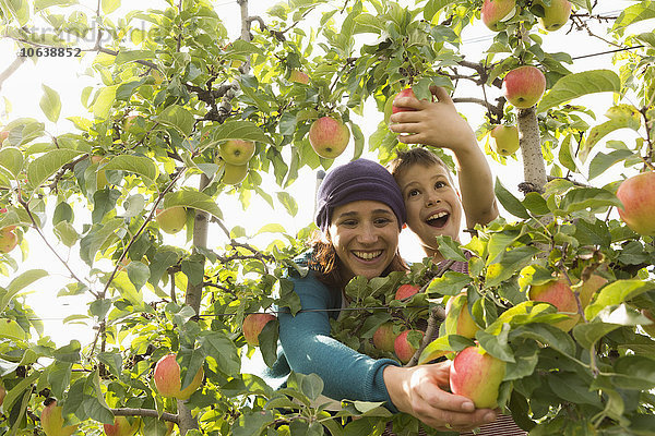 Fröhliche Mutter und Sohn beim Äpfel pflücken im Obstgarten