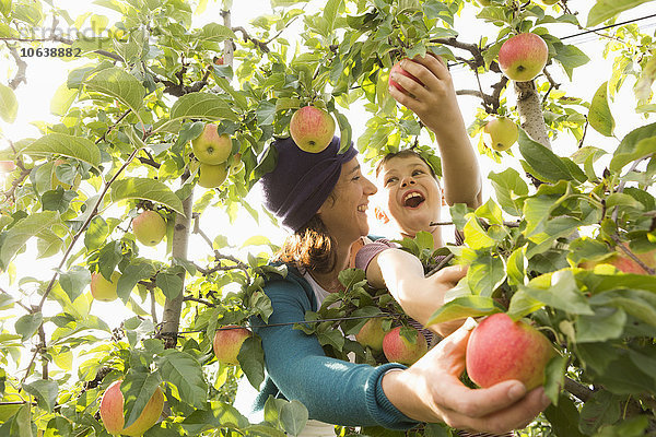 Fröhliche Mutter und Sohn schauen sich an  während sie im Obstgarten Äpfel pflücken.