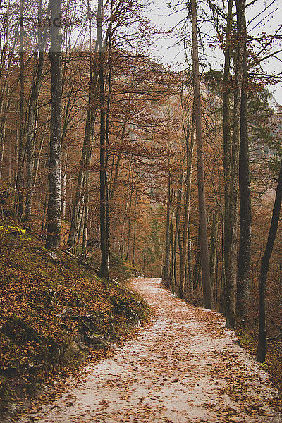 Wanderweg durch Bäume am Berg im Herbst