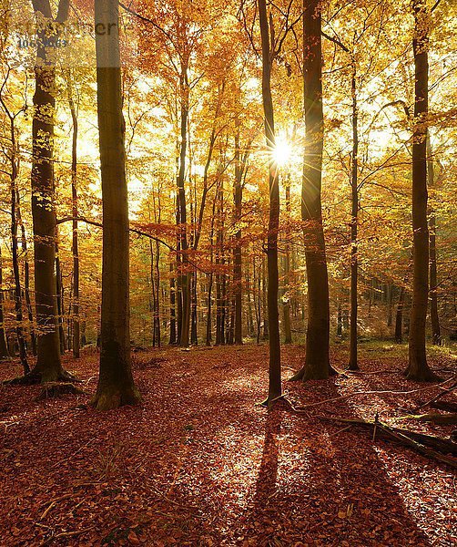 Lichtdurchfluteter Buchenwald (Fagus sp.) im Herbst  Sonnenstrahlen scheinen durch Baumstämme  Harz  Sachsen-Anhalt  Deutschland  Europa