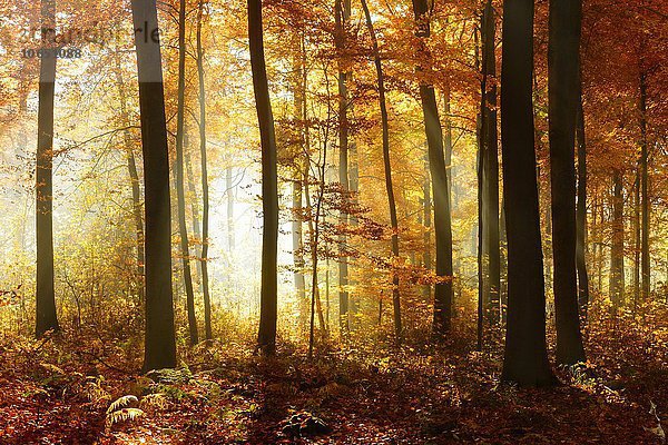 Lichtdurchfluteter  sonniger Buchenwald (Fagus sp.) im Herbst  Ziegelrodaer Forst  Sachsen-Anhalt  Deutschland  Europa