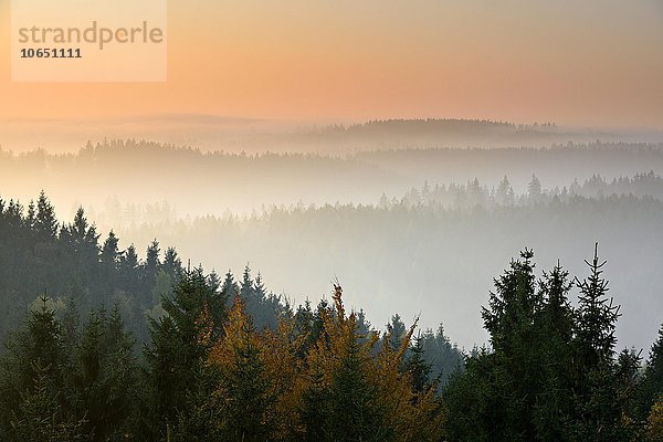 Fichtenwälder (Picea sp.) im Harz bei Sonnenaufgang  Morgennebel  bei Wernigerode  Sachsen-Anhalt  Deutschland  Europa