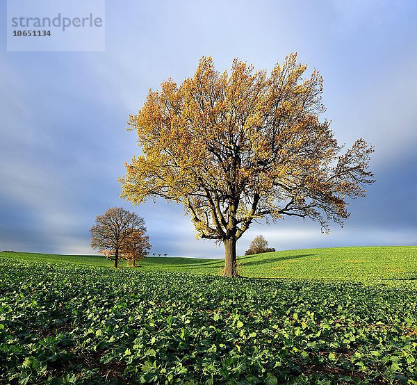 Solitäre Eichen (Quercus sp.) im Herbst  Feld mit Raps (Brassica napus) Wintersaat  Burgenlandkreis  Sachsen-Anhalt  Deutschland  Europa