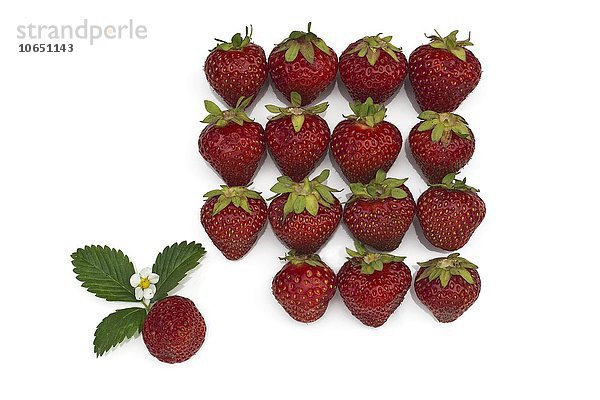 Erdbeeren (Fragaria)  aufgereiht