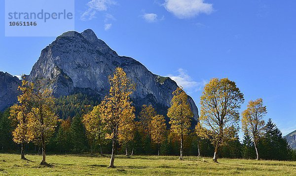 Herbstliche Berg-Ahorne (Acer pseudoplatanus)  Hinterriss  Tirol  Österreich  Europa