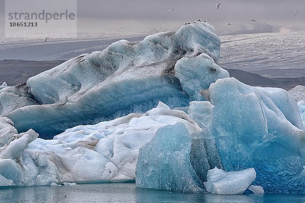 Treibende blaue Eisberge in der Gletscherlagune Jökulsarlon mit Mantelmöwen (Larus marinus)  hinten der Gletscher Vatnajökull  Südisland  Island  Europa