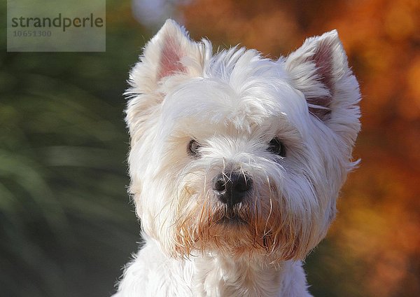 West Highland White Terrier  Tierportrait  Deutschland  Europa
